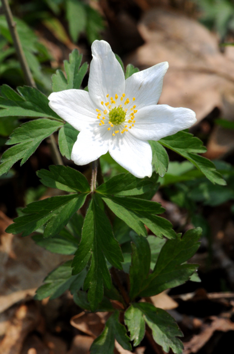 Anemonoides nemorosa / Anemone dei boschi